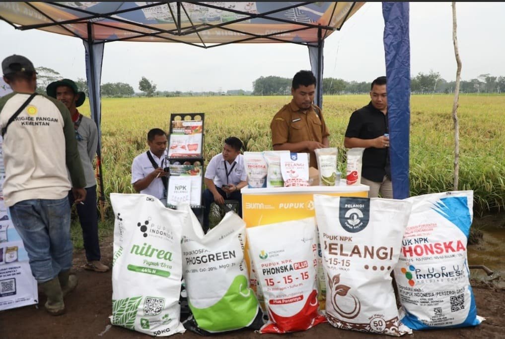 Dengan Teknologi Pemupukan dan Combine Harvester Perkuat Produksi Padi di Pulang Pisau